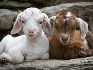 Portrait Of Kid Goats Sitting On Rock