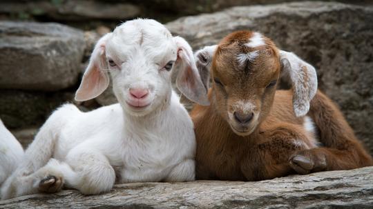 Portrait Of Kid Goats Sitting On Rock