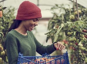 Young black female collecting vine tomatoes from cumminity allotment