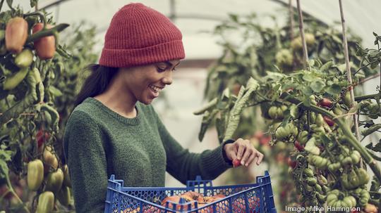 Young black female collecting vine tomatoes from cumminity allotment