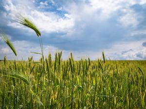 agriculture-barley-clouds-221016