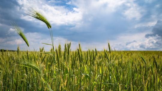 agriculture-barley-clouds-221016