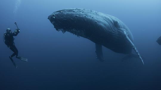 Underwater view of diver photographing humpback whale, Revillagigedo Islands, Colima, Mexico. 100ft under surface