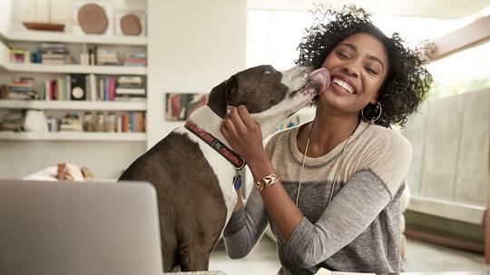 Dog licking face of female interior designer working at home office desk