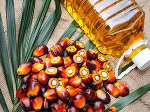 Fresh oil palm fruits