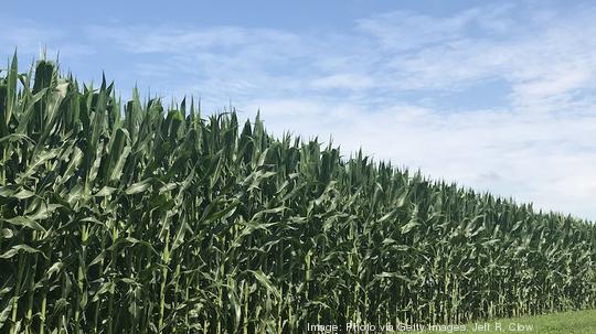 Tall Corn in the Midwest