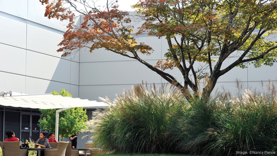 Charlotte tree ordinance update could impact development, canopy