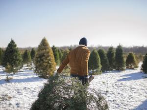 Man carrying Christmas tree on snow covered farm against sky