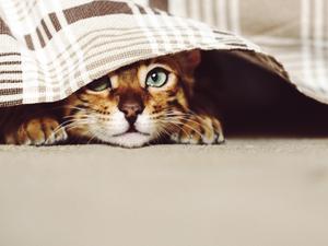 Close-Up Portrait Of Cat