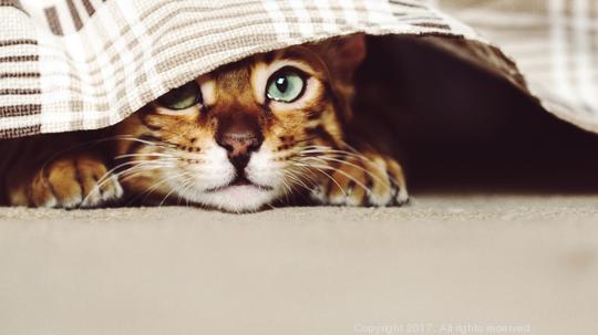 Close-Up Portrait Of Cat