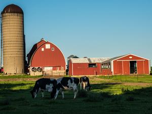 Dairy cows graze in pasture on farm, Milton, Wisconsin