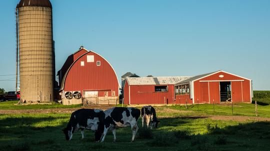 Dairy cows graze in pasture on farm, Milton, Wisconsin