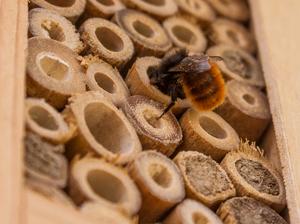 Wild bee on a natural wooden bee house