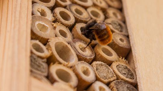 Wild bee on a natural wooden bee house