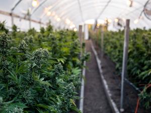 Cannabis Plants Growing In Greenhouse