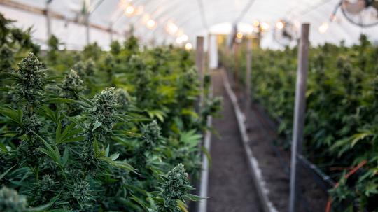 Cannabis Plants Growing In Greenhouse