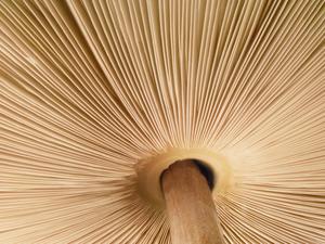 Mushroom gills