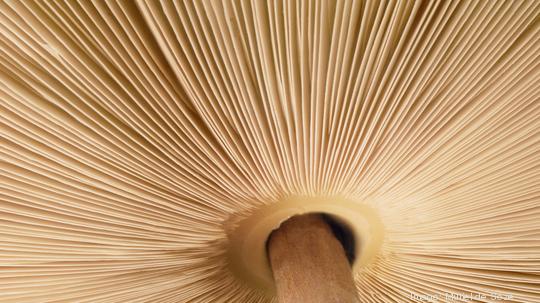 Mushroom gills