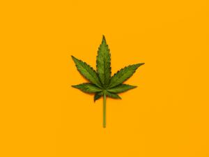 Marijuana Leaf over yellow background