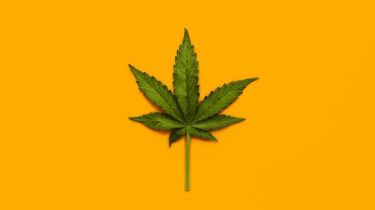 Marijuana Leaf over yellow background