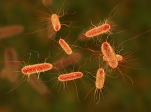 E coli bacteria, illustration