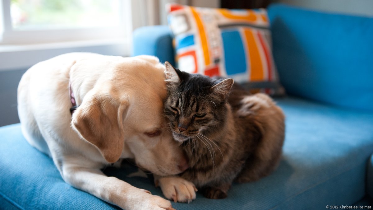 Miami private equity firm H.I.G. Capital buys into booming pet care industry with new deal - South Florida Business Journal