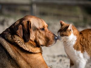 Cat and dog touching noses