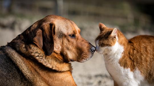 Cat and dog touching noses
