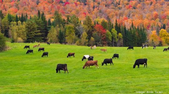 Cows grazing on a pasture