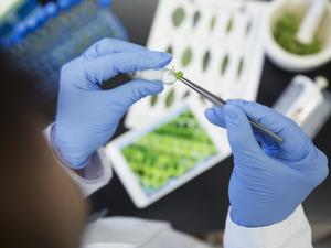 Scientist with tweezers examining GMO sprout