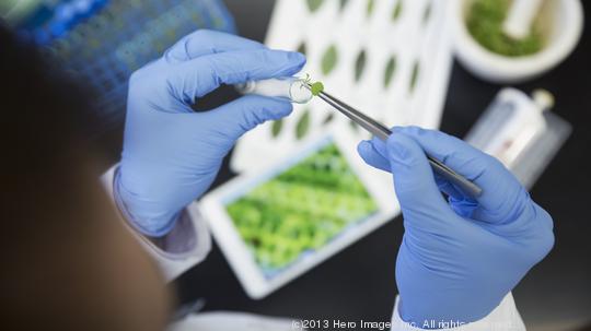 Scientist with tweezers examining GMO sprout