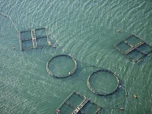 Aerial view of fishing farm enclosures, Sardinia, Italy