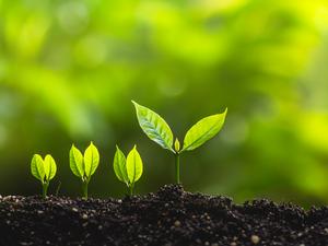 Close-Up Of Small Plants Growing In Soil Outdoors