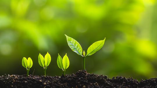 Close-Up Of Small Plants Growing In Soil Outdoors