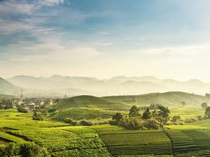 Beautiful,Longjing,tea garden,Hangzhou, Zhejiang, China