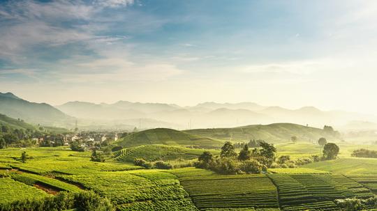 Beautiful,Longjing,tea garden,Hangzhou, Zhejiang, China