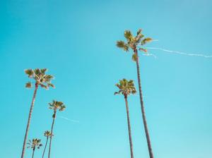 california palm trees