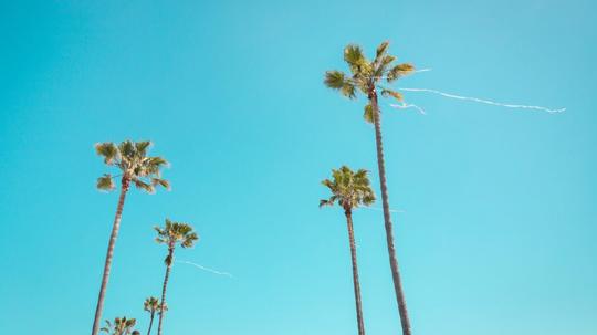 california palm trees