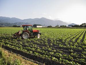 Japanese farmer driving red tractor through a field of soy bean plants.