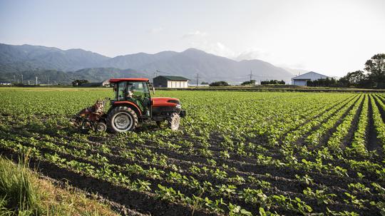 Japanese farmer driving red tractor through a field of soy bean plants.