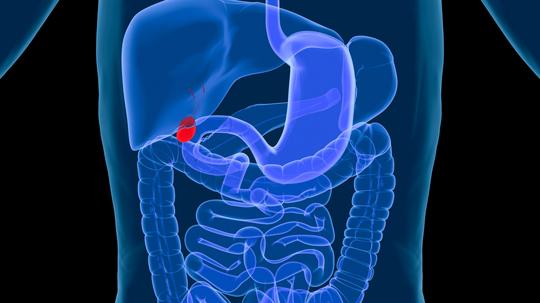 Digestive system-Gallbladder