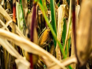 agriculture agtech ag-tech corn farm