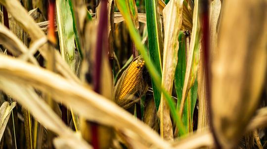 agriculture agtech ag-tech corn farm