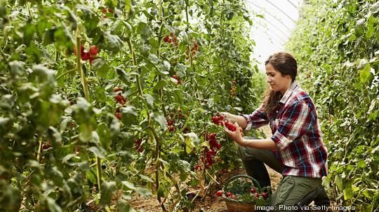 Worker harvesting tomatoes at organic farm