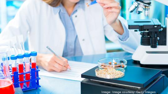 Selective and genetic work with seeds and grains in a scientific laboratory. Food quality control