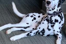 Crosby, LP2X Mascot, 5 year old Dalmatian