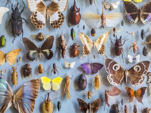 Close up of a selection of colourful butterflies and beetles in a display case