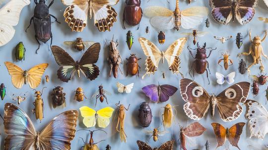 Close up of a selection of colourful butterflies and beetles in a display case