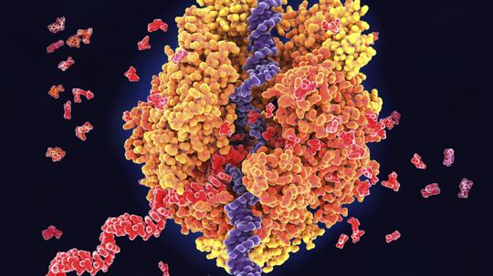 RNA Polymerase II transcribing DNA, illustration