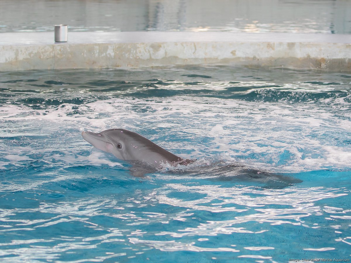 Dolphin Tale' Inspirational Star Winter The Dolphin Dies Of